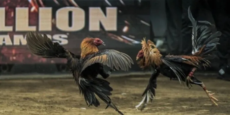 Vài nét cơ bản về đá gà Shamo tại New88