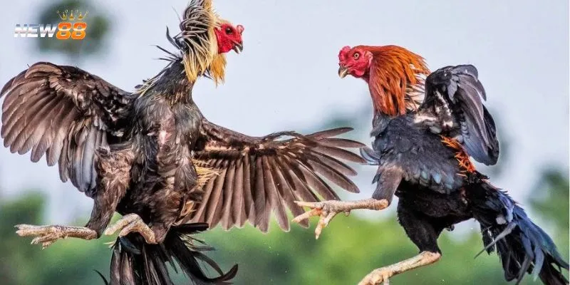 Khái quát về trò chơi cá cược gà chọi tại New88