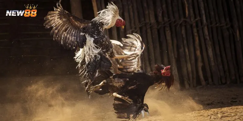 Thủ thuật giúp tối đa hóa lợi nhuận khi cá cược 