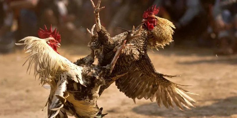 Những quy tắc mà bạn cần nắm vững khi tham gia cược gà