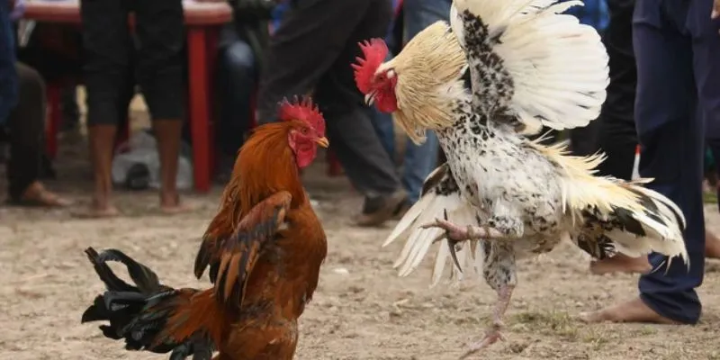 Tổng quan một số thông tin hữu ích về trực tiếp đá gà thomo