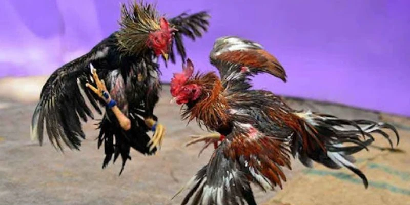 Khám phá cá cược đá gà siêu tốc