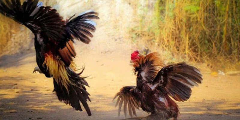 Tổng hợp các loại cược trong đá gà siêu tốc