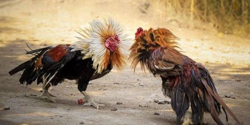 Mẹo chơi cá cược đá gà siêu tốc hiệu quả