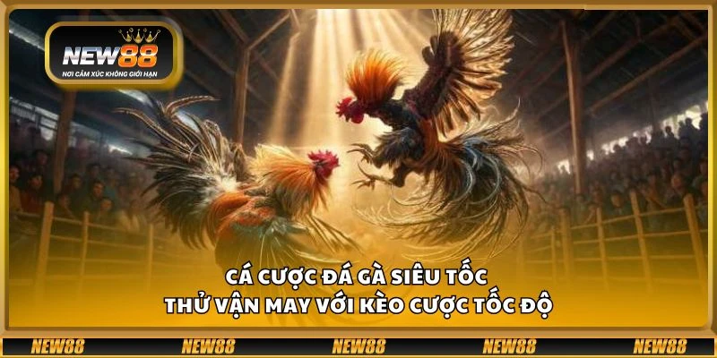 Cá cược đá gà siêu tốc - Thử vận may với kèo cược tốc độ