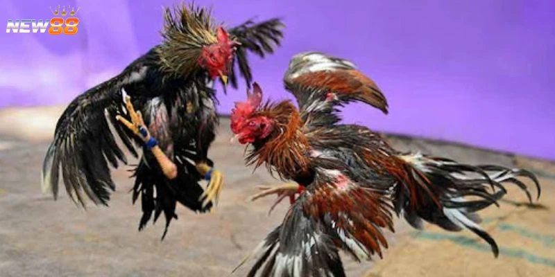 Tìm hiểu về luật chấp trong đá gà 