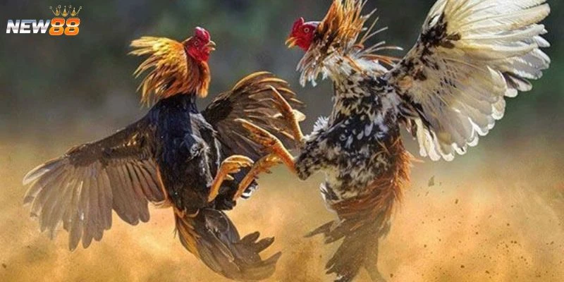 Hướng dẫn áp dụng luật chấp trong đá gà