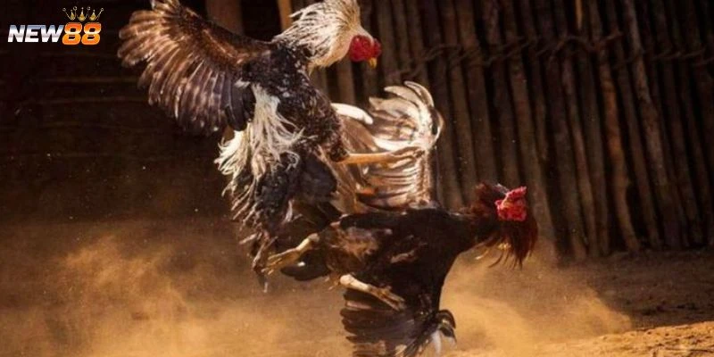 Các lưu ý khi áp dụng luật chấp