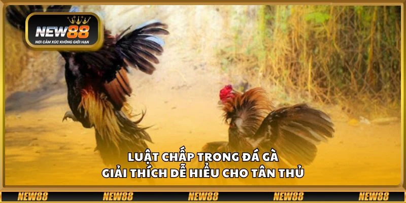 Luật chấp trong đá gà – Giải thích dễ hiểu cho tân thủ